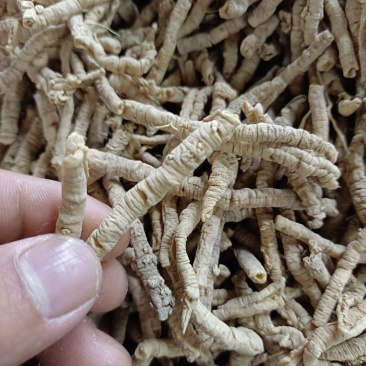 远志新货远志无硫***各种规格大货批发零售