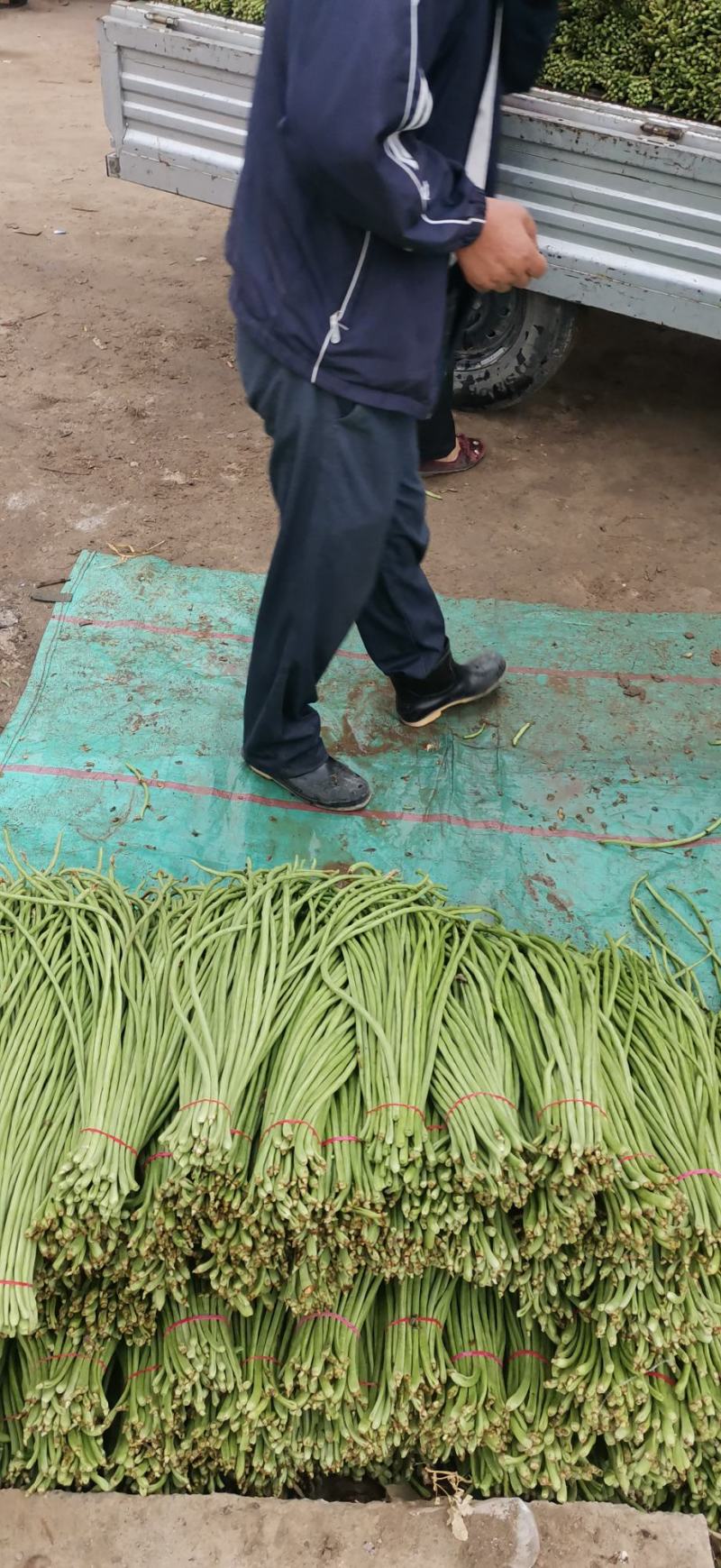 豇豆大量上市产地直供，一手货源，对接商超、加工厂