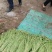 豇豆大量上市产地直供，一手货源，对接商超、加工厂