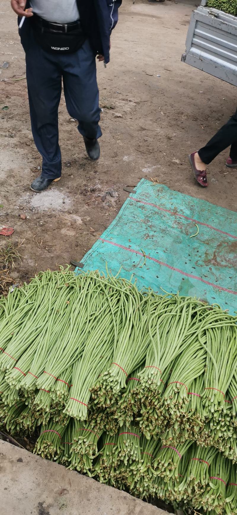 豇豆大量上市产地直供，一手货源，对接商超、加工厂