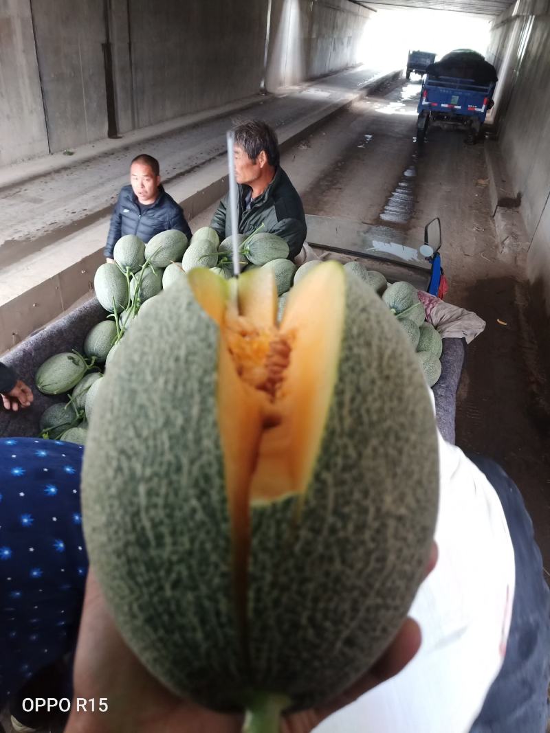 山东耀珑小蜜25哈蜜瓜晓蜜25种植产地量大糖度高看棚定货