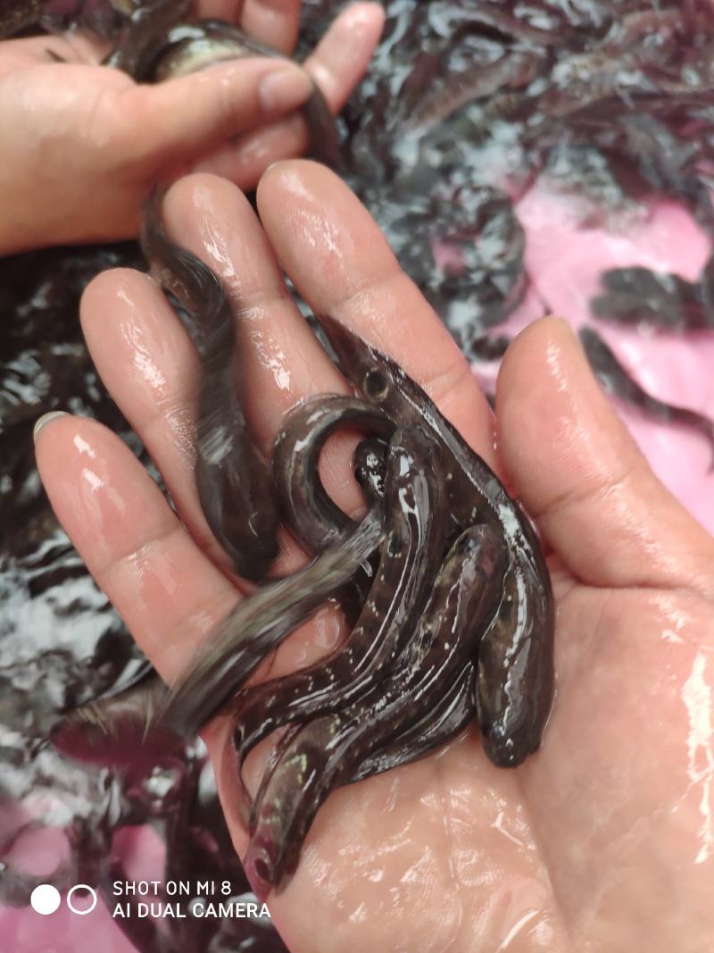 七星鱼苗，品质保障专业水产养殖欢迎全国客户前来订购
