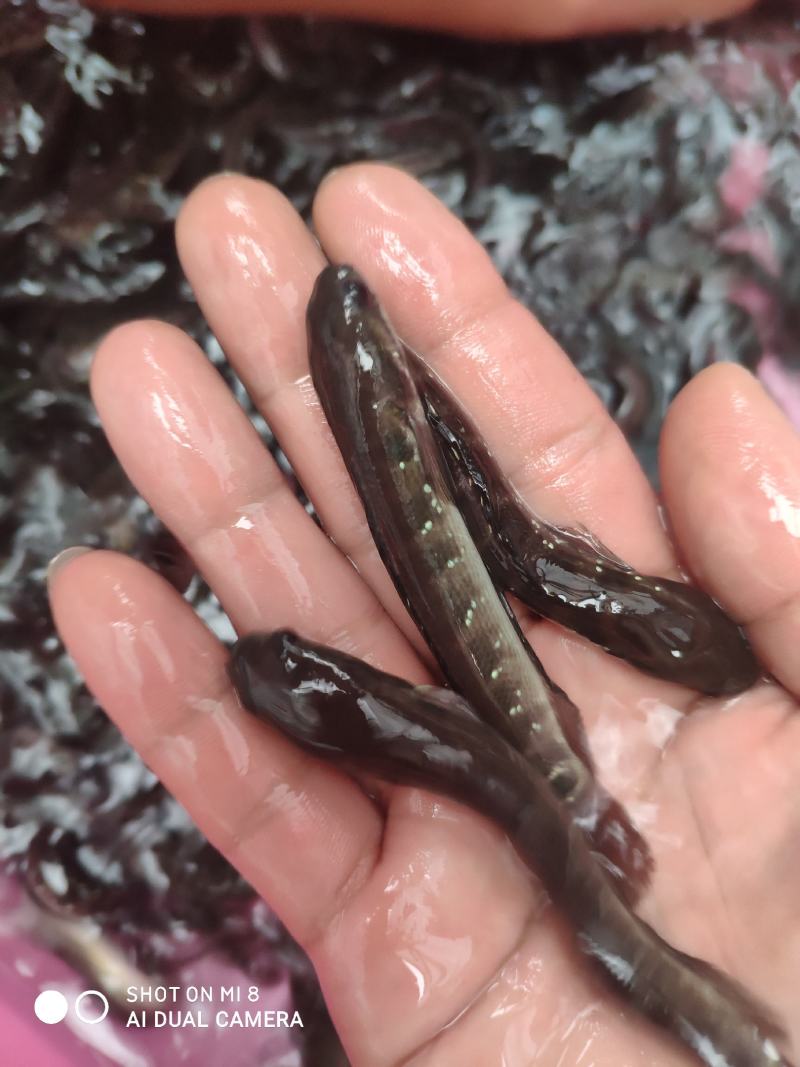 七星鱼苗，品质保障专业水产养殖欢迎全国客户前来订购