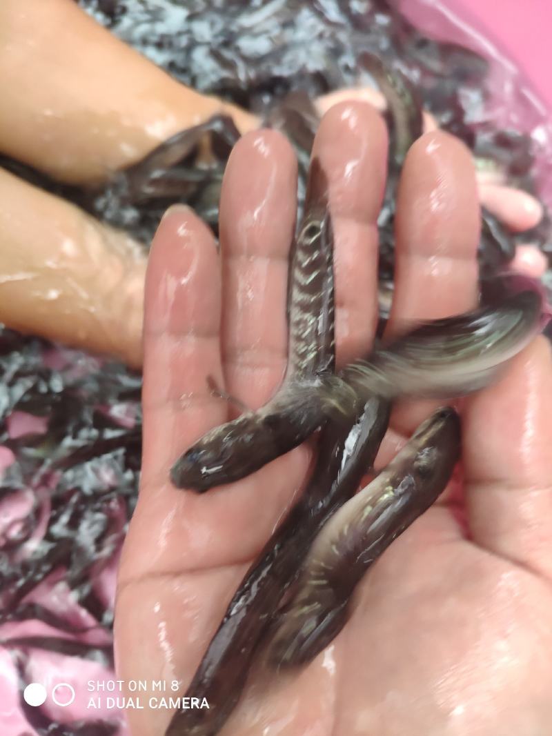 七星鱼苗，品质保障专业水产养殖欢迎全国客户前来订购
