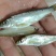 小嘴马口鱼，规格6到14厘米，冰鲜，冷冻现货
