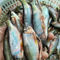 小嘴马口鱼，规格6到14厘米，冰鲜，冷冻现货