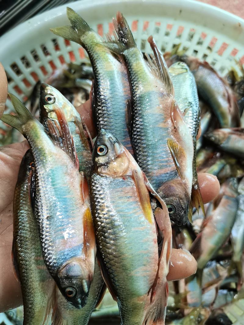 小嘴马口鱼，规格6到14厘米，冰鲜，冷冻现货