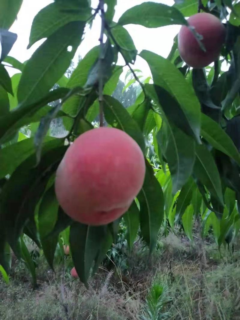 沂蒙山早生毛桃大量现货供应！价格便宜质量很好