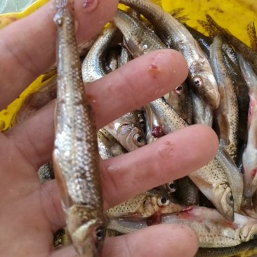 淡水鱼类棍子鱼，小溪鱼。规格7到16左右。冰鲜冷冻现货。