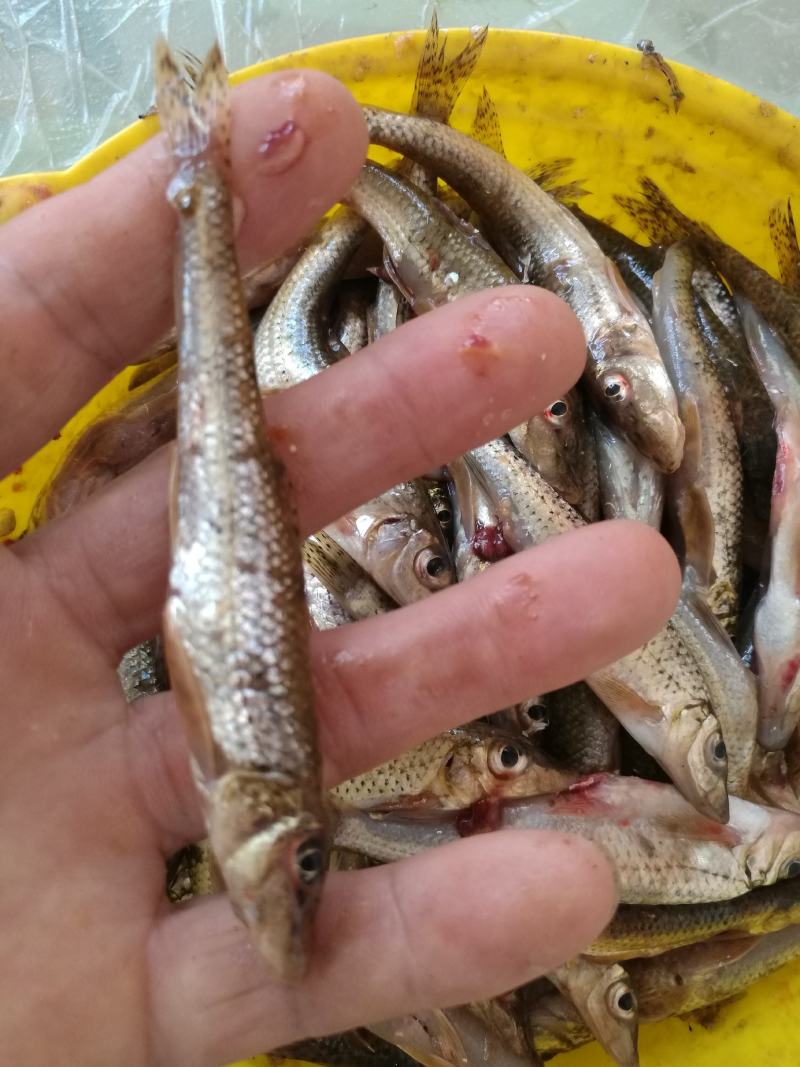 淡水鱼类棍子鱼，小溪鱼。规格7到16左右。冰鲜冷冻现货。