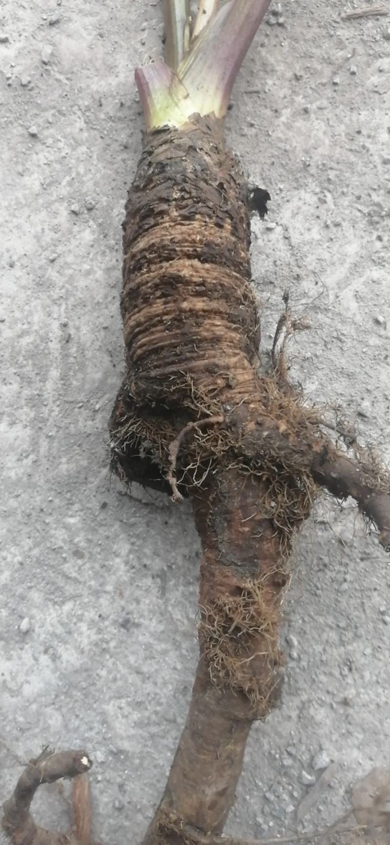 云南纯野生当归
