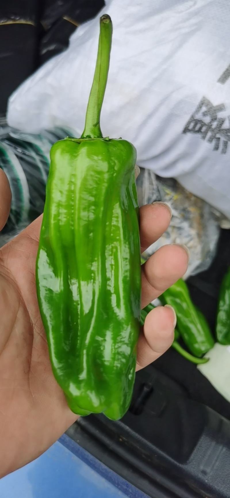 辣椒