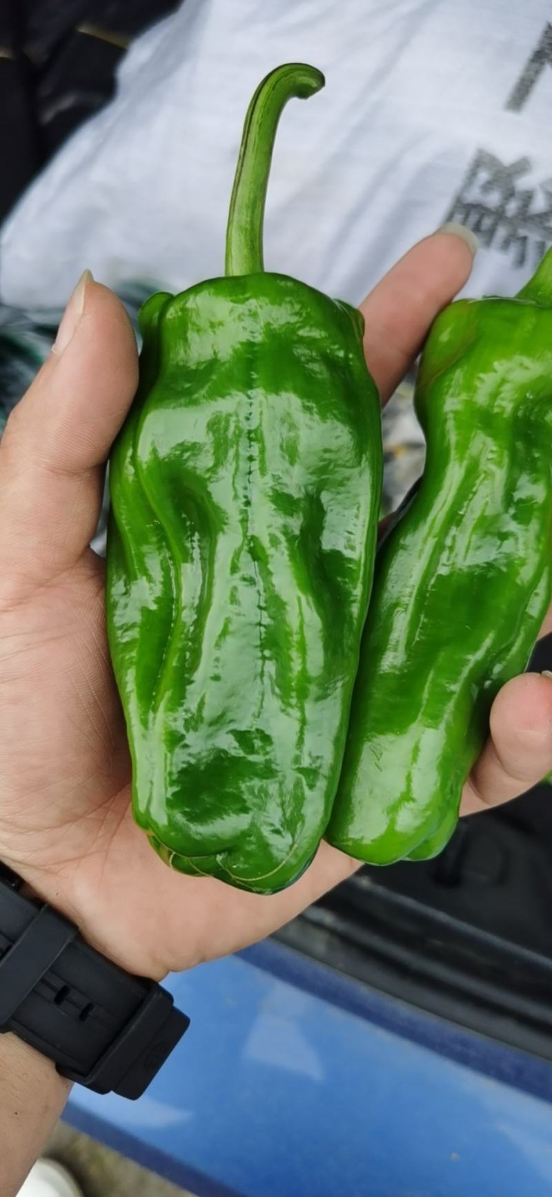 辣椒