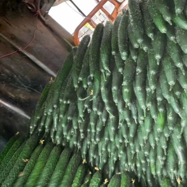 精品黄瓜便宜了
