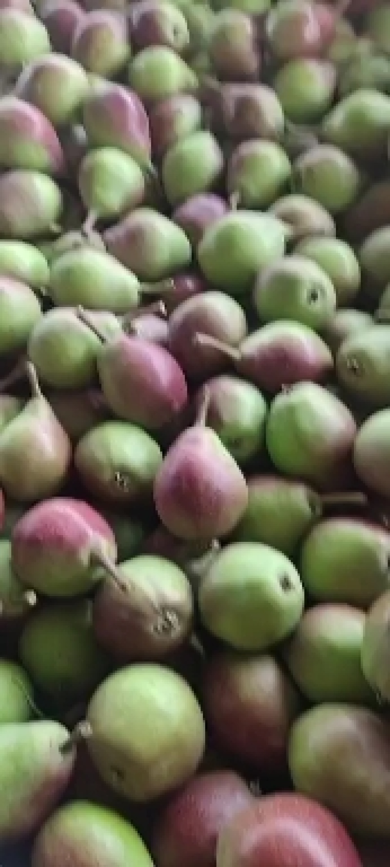 一面红红梨100~150g光果