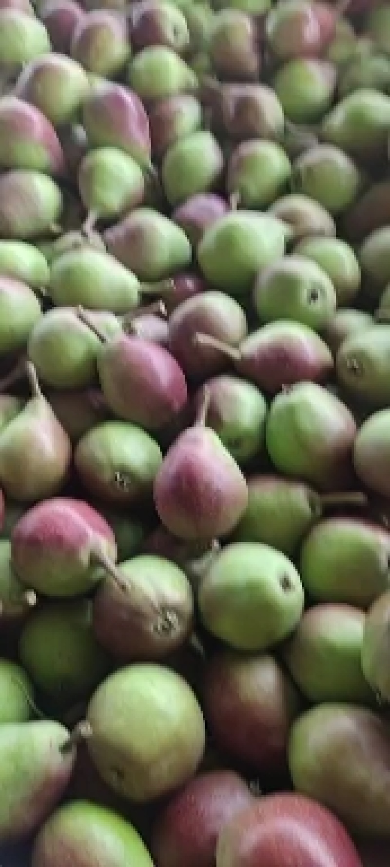 一面红红梨100~150g光果
