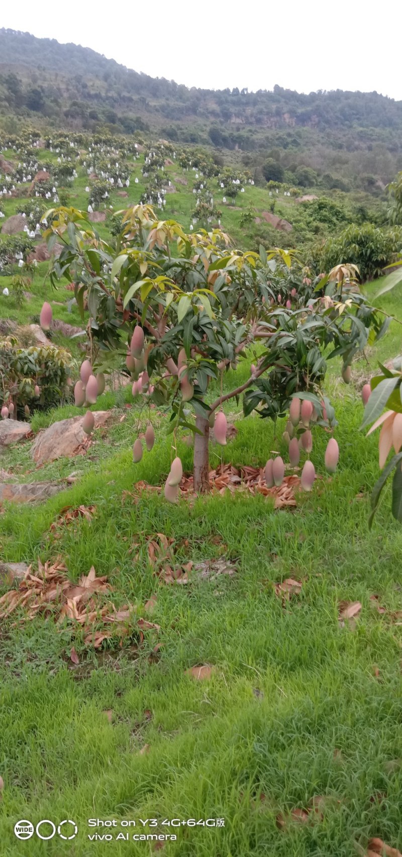 攀枝花芒果