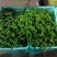 小皱皮辣椒。口感辣。各种品种。各种级别。各种打包，