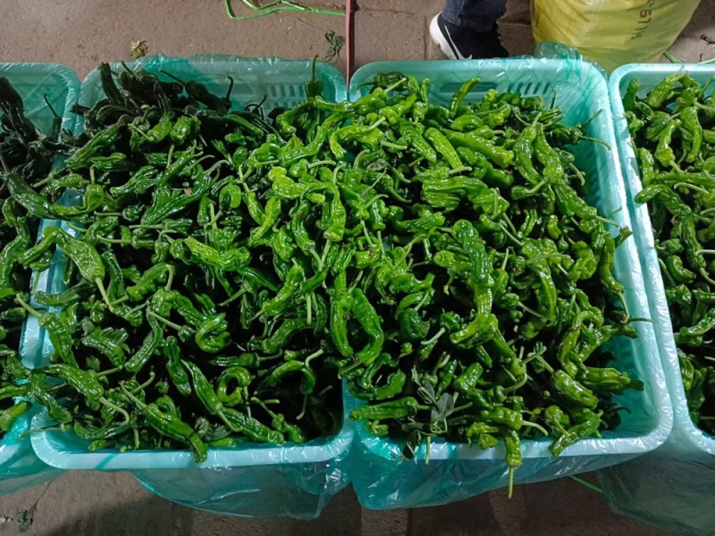 小皱皮辣椒。口感辣。各种品种。各种级别。各种打包，