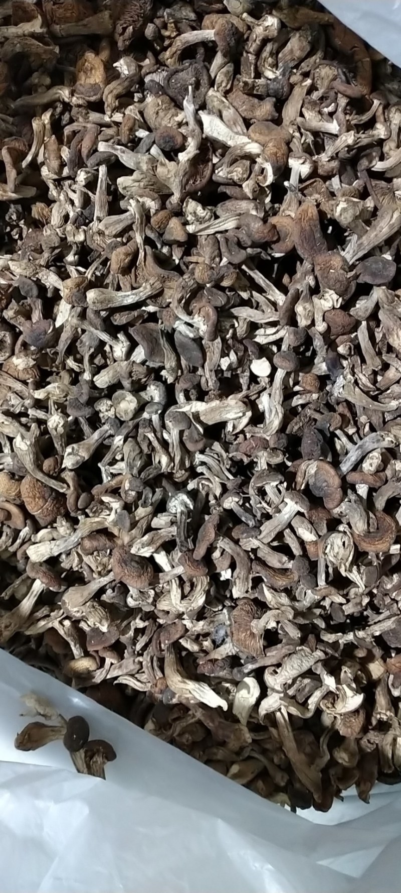 东北特产野生菌