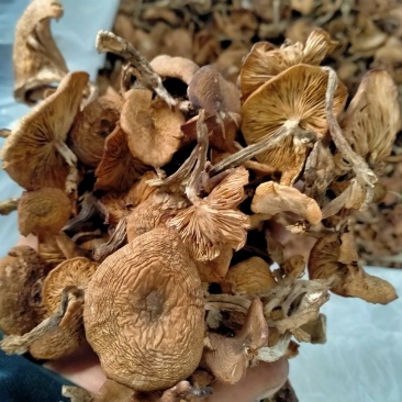 东北特产野生菌