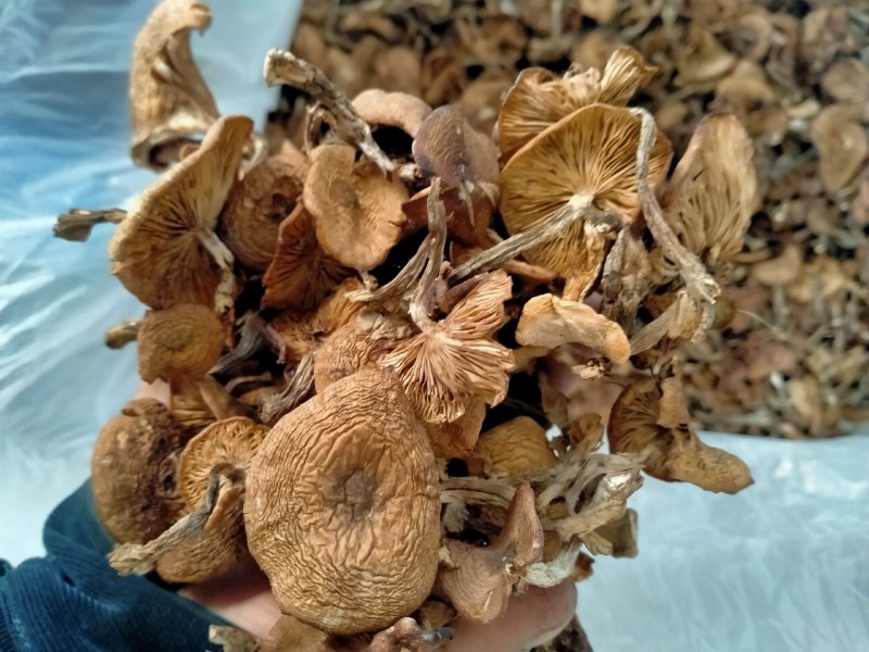 东北特产野生菌