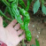 小皱皮辣椒。口感辣。各种品种。各种级别。各种打包，