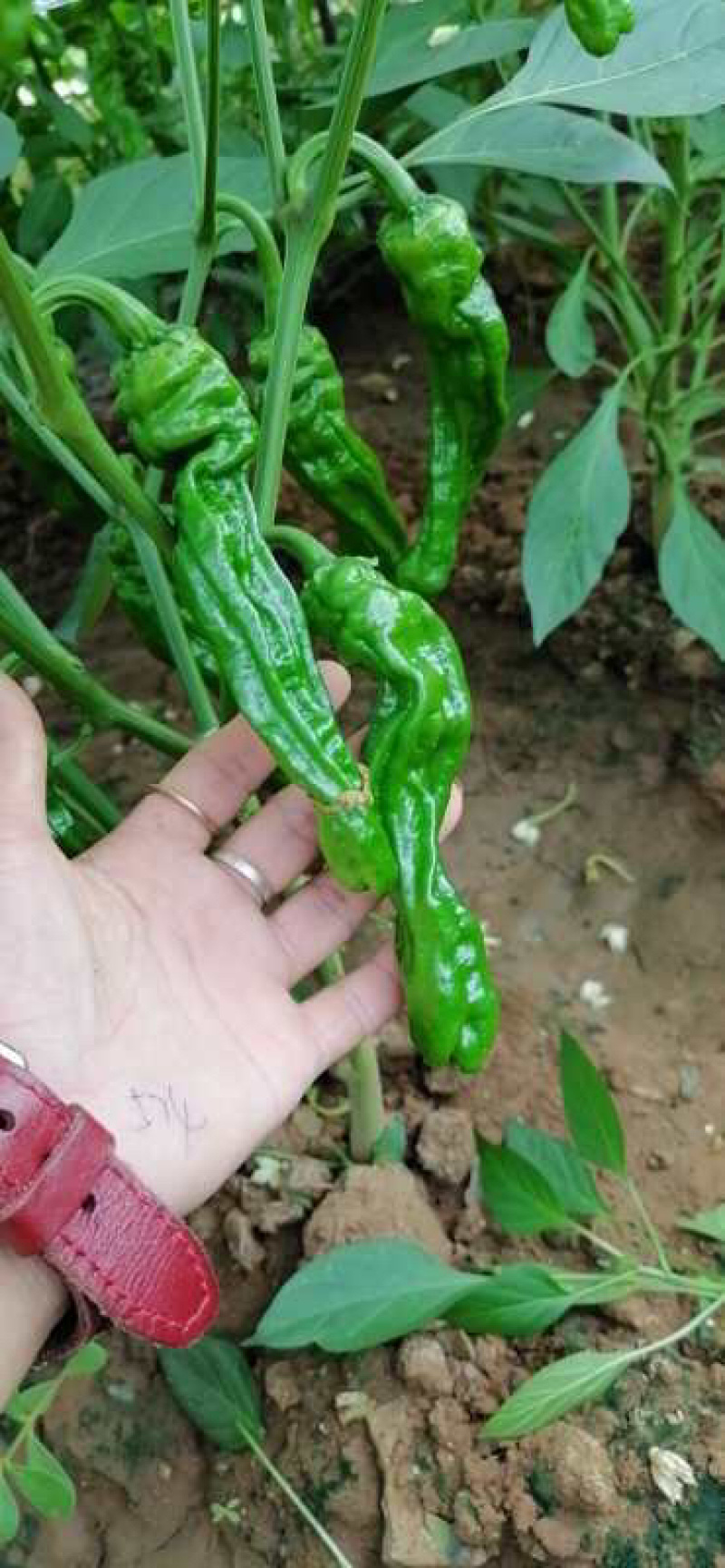 小皱皮辣椒。口感辣。各种品种。各种级别。各种打包，