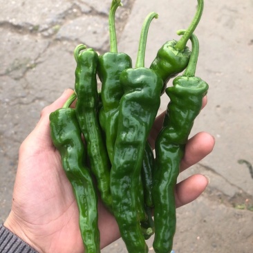 小皱皮辣椒。口感辣。各种品种。各种级别。各种打包，