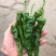 小皱皮辣椒。口感辣。各种品种。各种级别。各种打包，