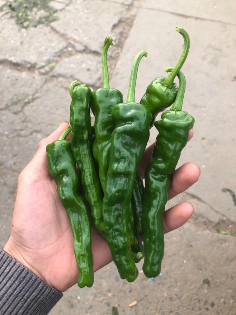 小皱皮辣椒。口感辣。各种品种。各种级别。各种打包，