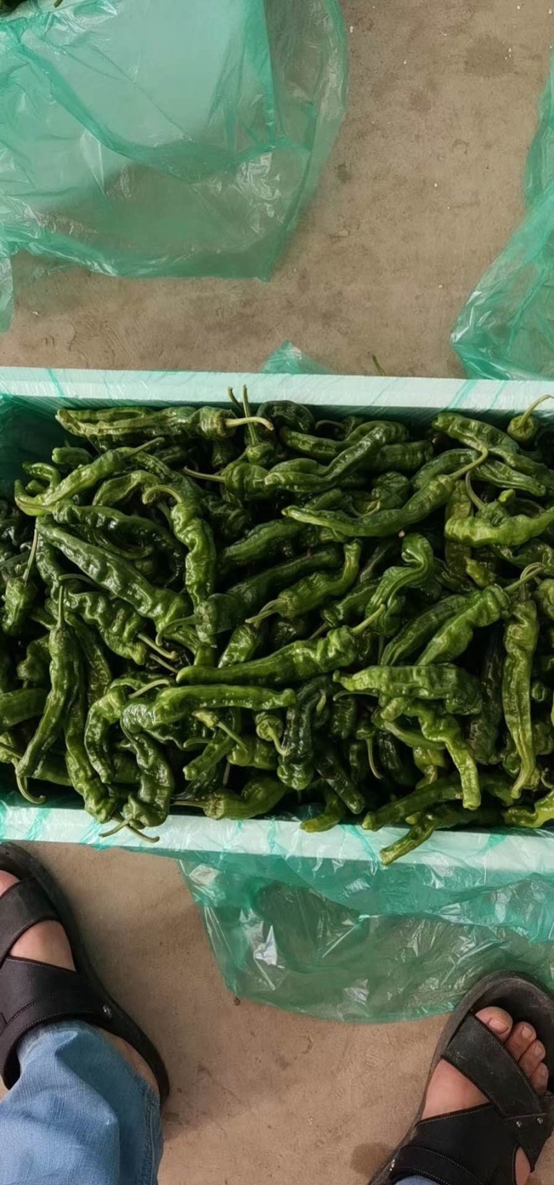 小皱皮辣椒。口感辣。各种品种。各种级别。各种打包，
