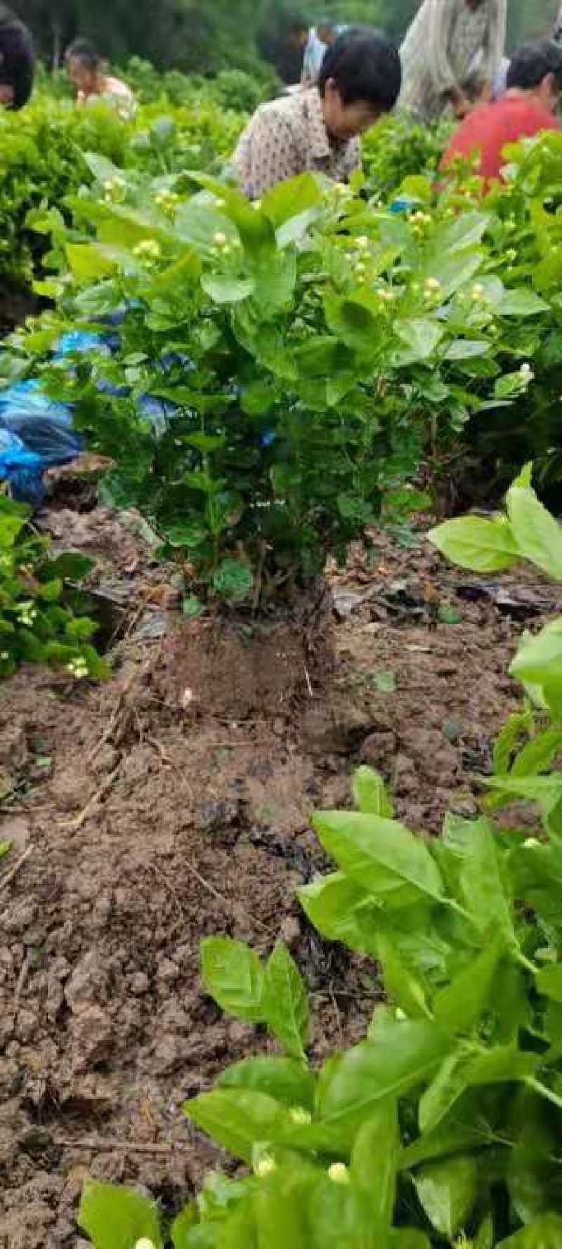 茉莉花