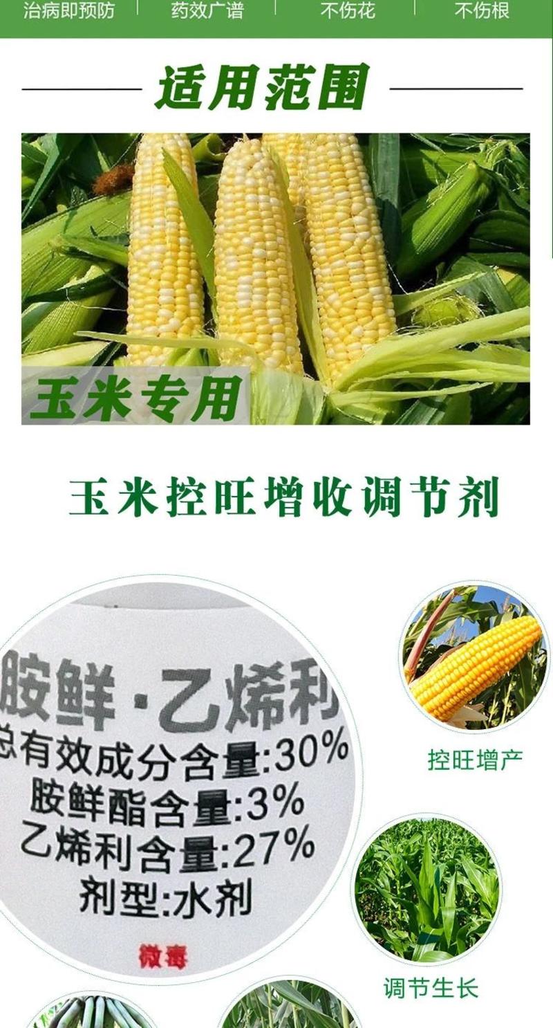 30%胺鲜酯乙烯利玉米增产控旺玉米矮壮素玉米矮丰生长调节