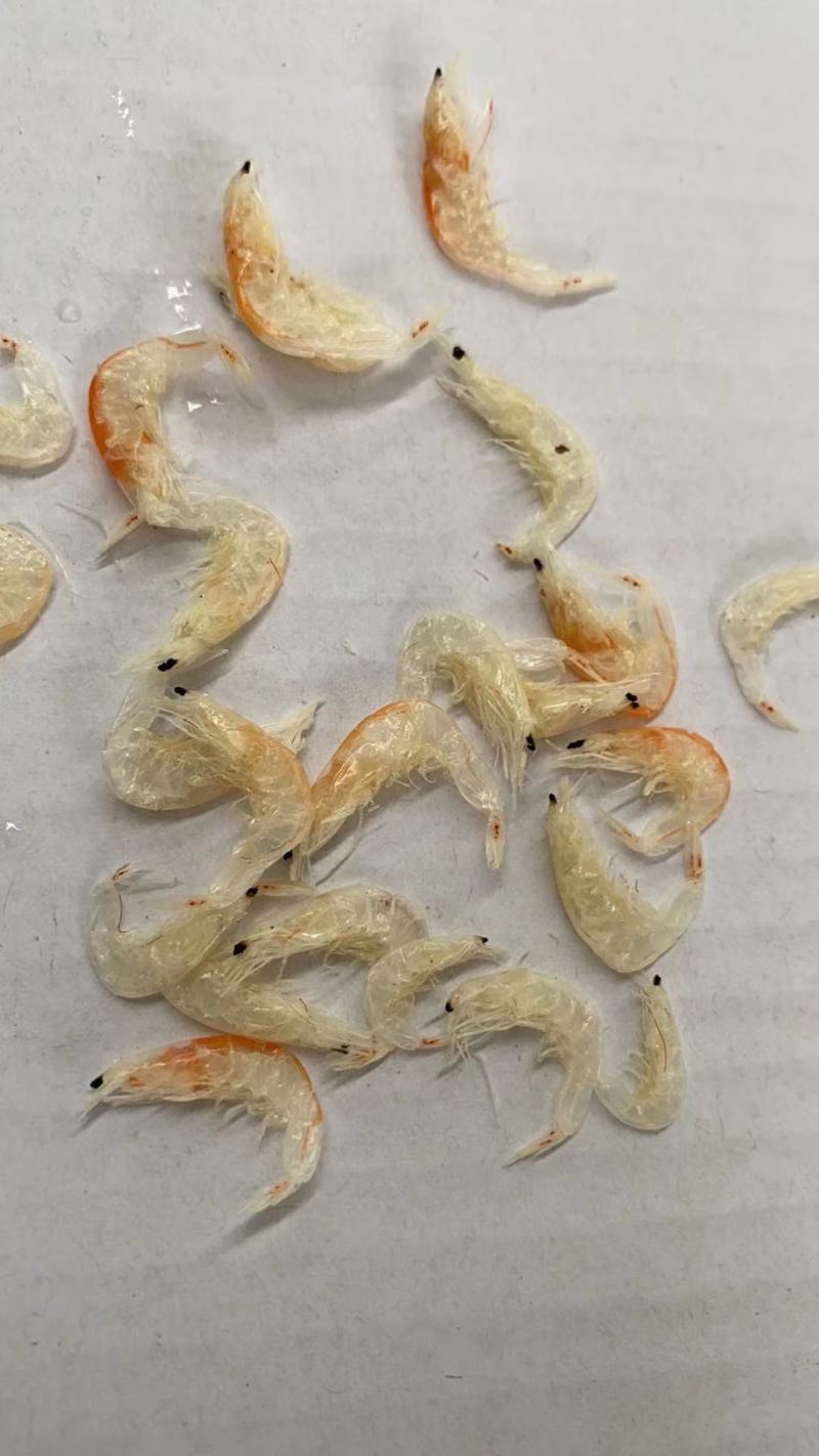 新鲜无盐好虾皮无盐淡干虾皮宝宝虾皮看货品尝装