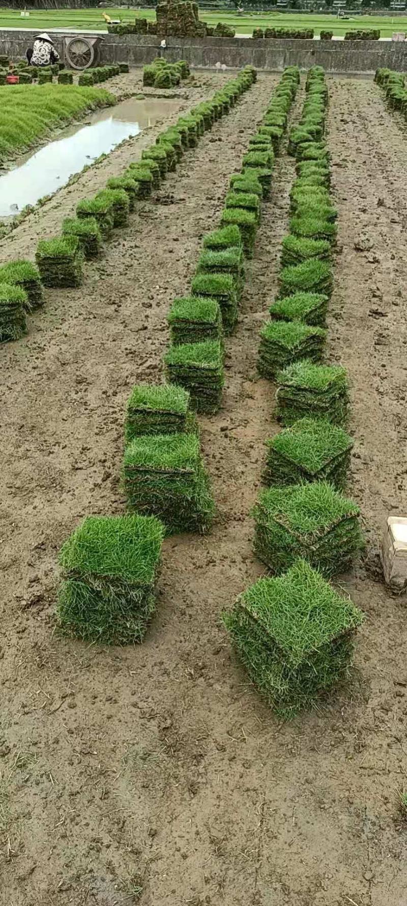 500亩马尼拉草皮，专业打造成就，质量决定未来。