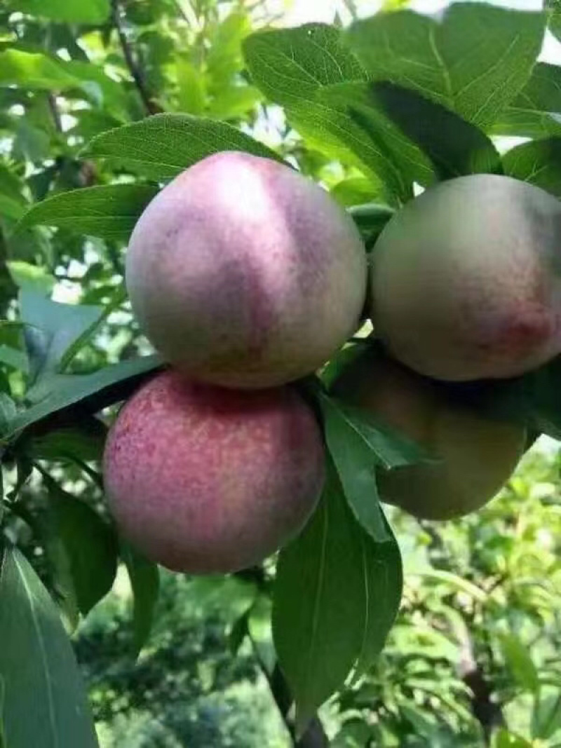 羲之桃形李