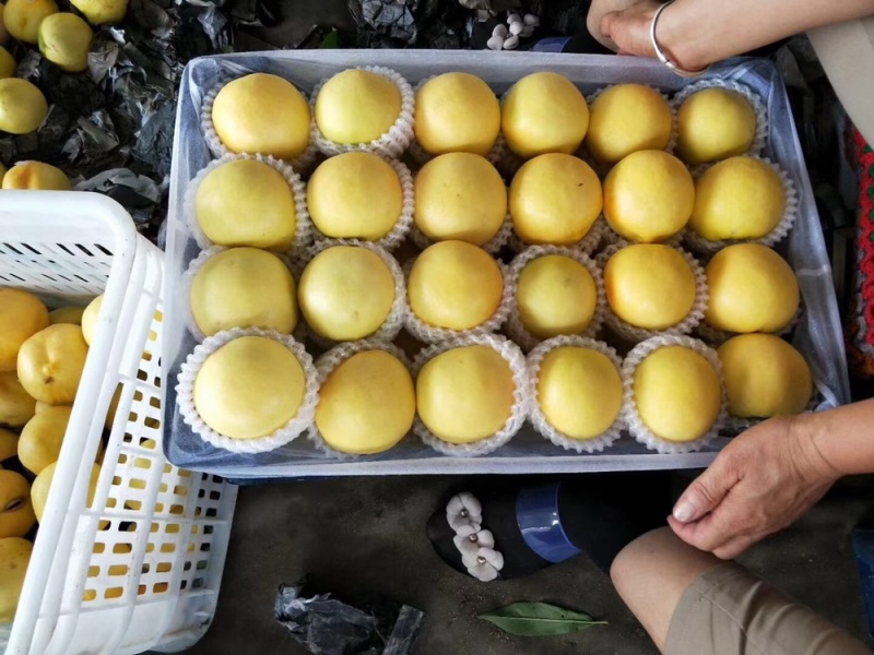 油桃大量下树，欢迎老板咨询采购