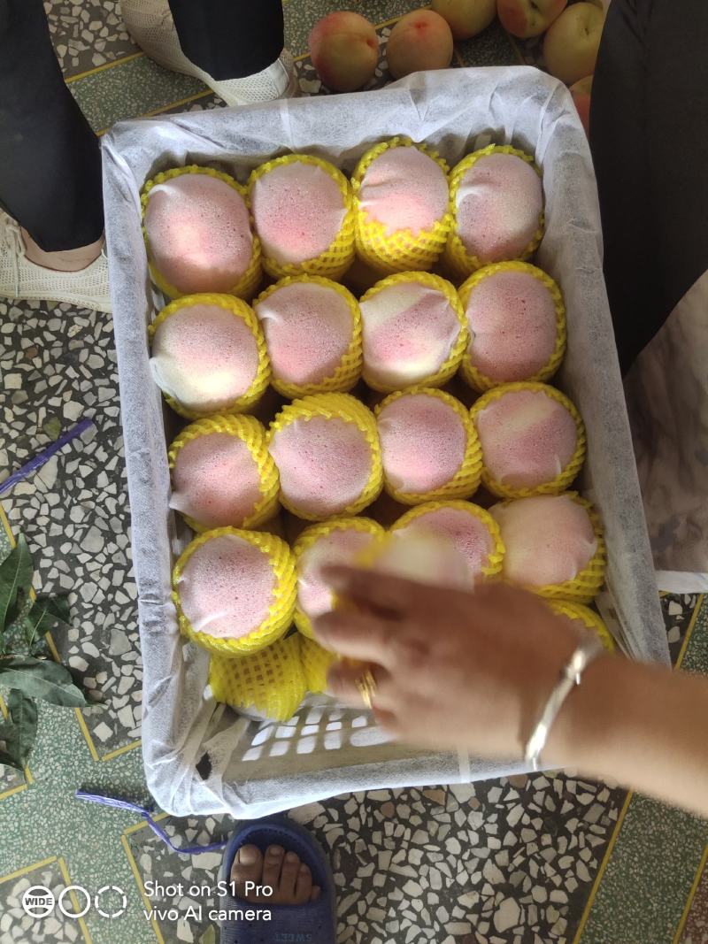 沙红桃