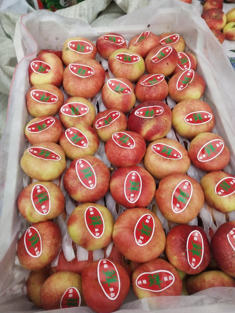 油蟠桃大量上市品质好，口感好欢迎广大客商前来釆购！
