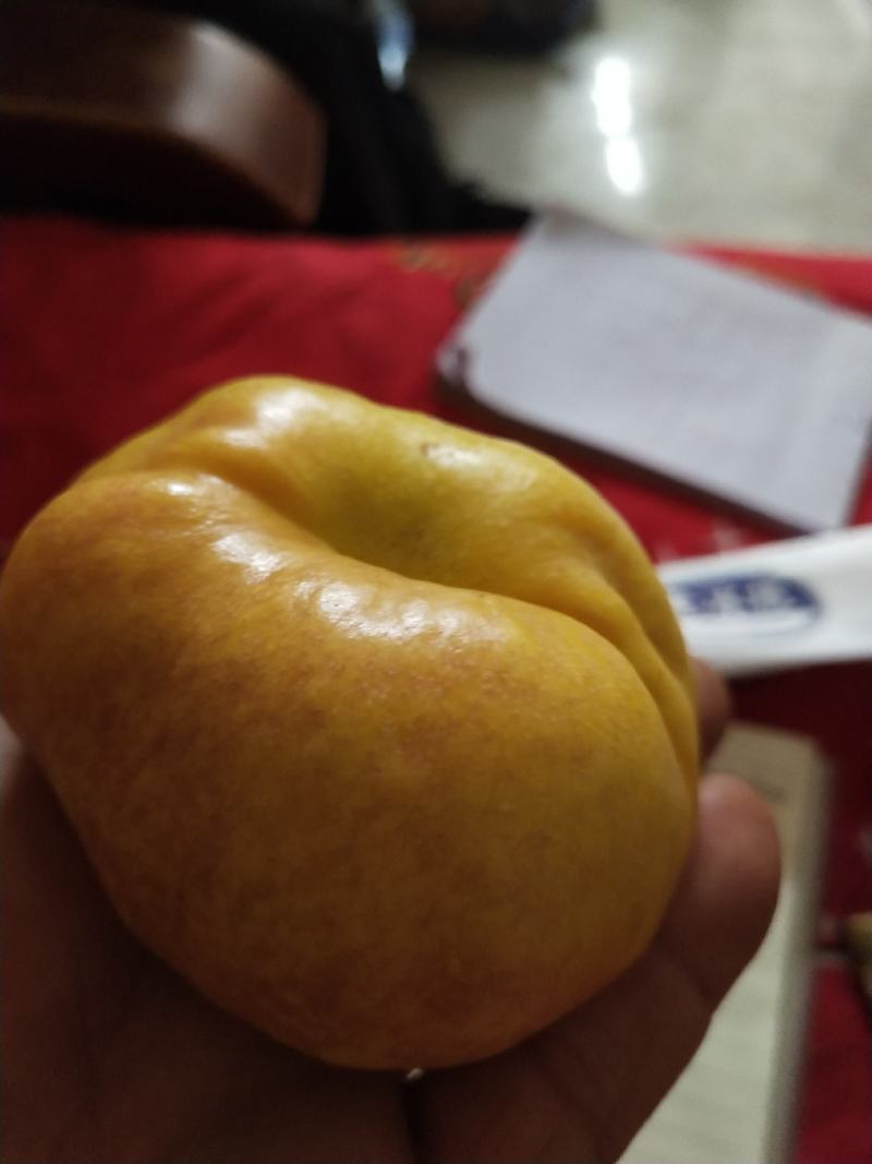 油蟠桃大量上市品质好，口感好欢迎广大客商前来釆购！