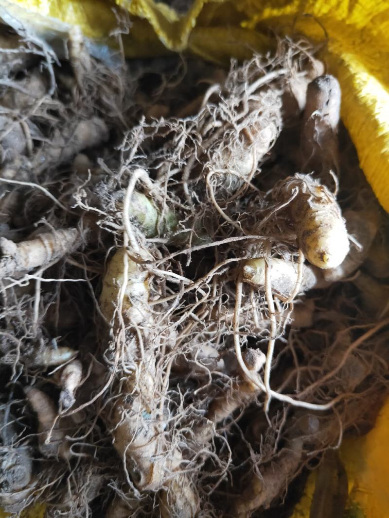 黄精鲜货自然生长大别山区黄精天然采挖数量有限