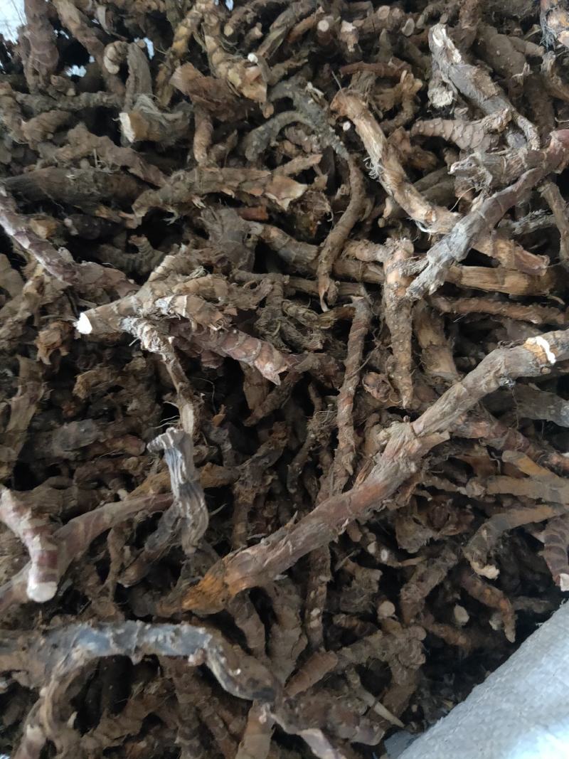 石菖蒲大别山采挖人工种植数量有限干货