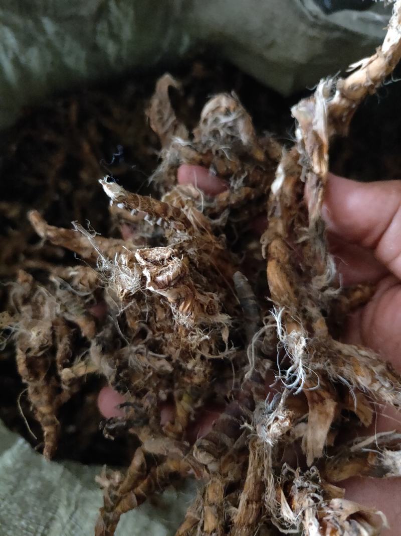 石菖蒲大别山采挖人工种植数量有限干货
