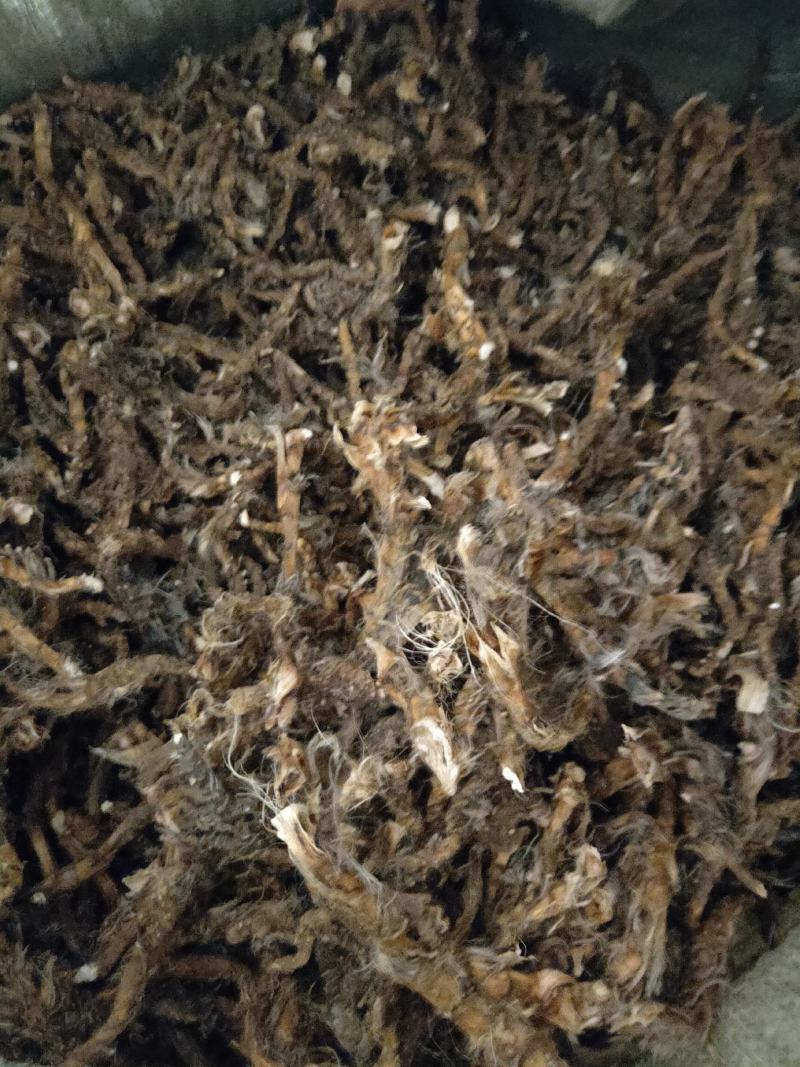 石菖蒲大别山采挖人工种植数量有限干货