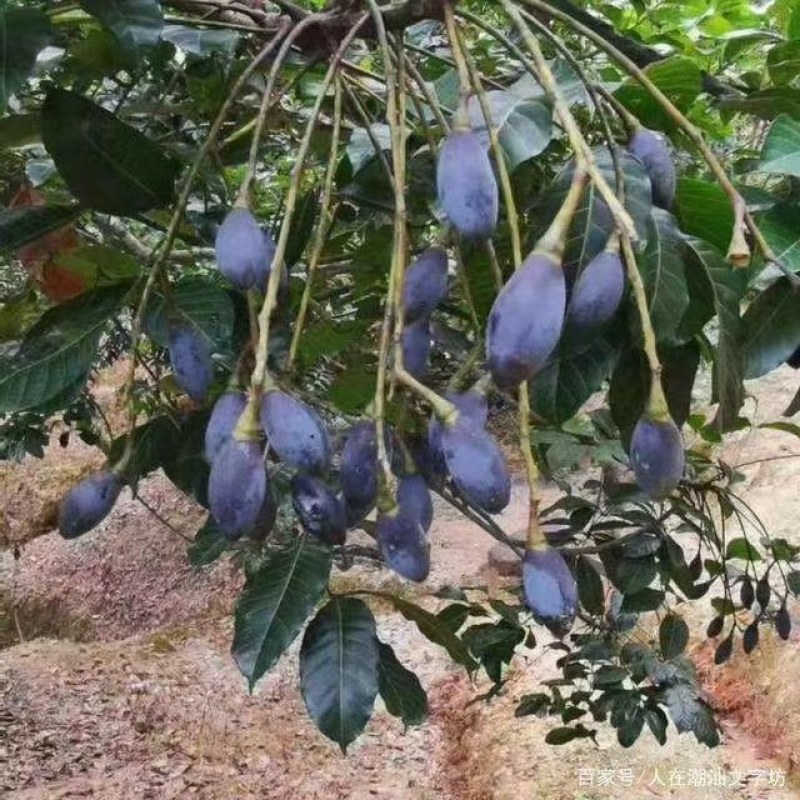 黑橄榄苗：有直生苗丶嫁接苗，品种正宗，价格实惠！量大批发