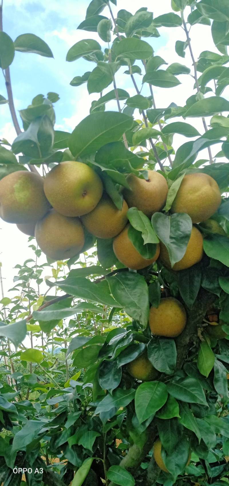 万亩水果大量早熟翠冠梨上市