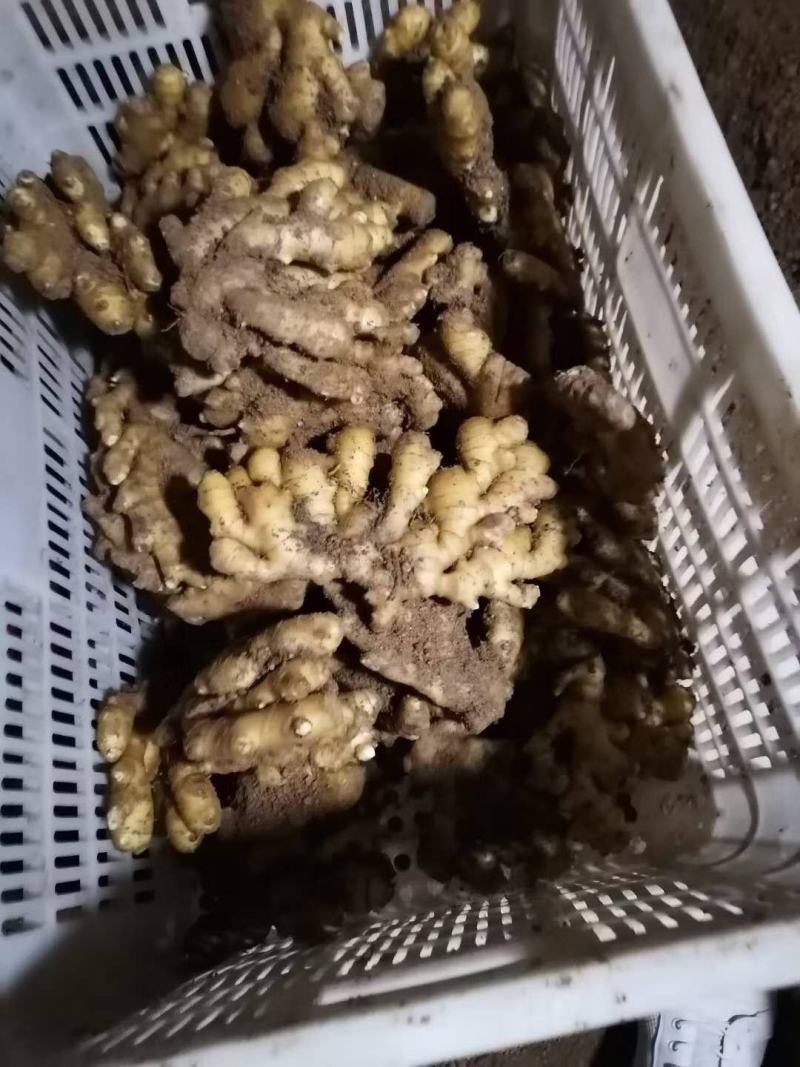 贵州精品小黄姜产地批发一手货源质量保证价格便宜量大从优