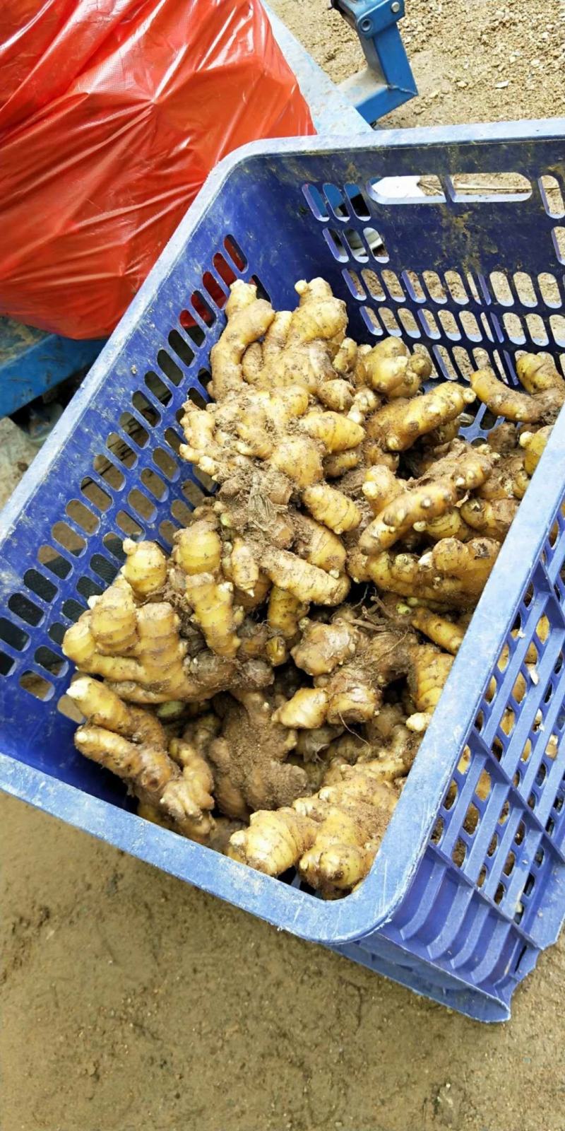 贵州精品小黄姜产地批发一手货源质量保证价格便宜量大从优