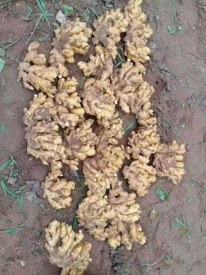 贵州精品小黄姜产地批发一手货源质量保证价格便宜量大从优
